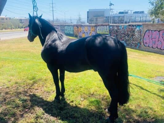 En la Región Metropolitana aparecen caballares fina sangre robados en Zapallar