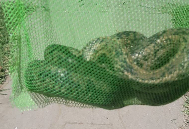 Culebra gigante llegó de visita a vivienda en la localidad de Comalle