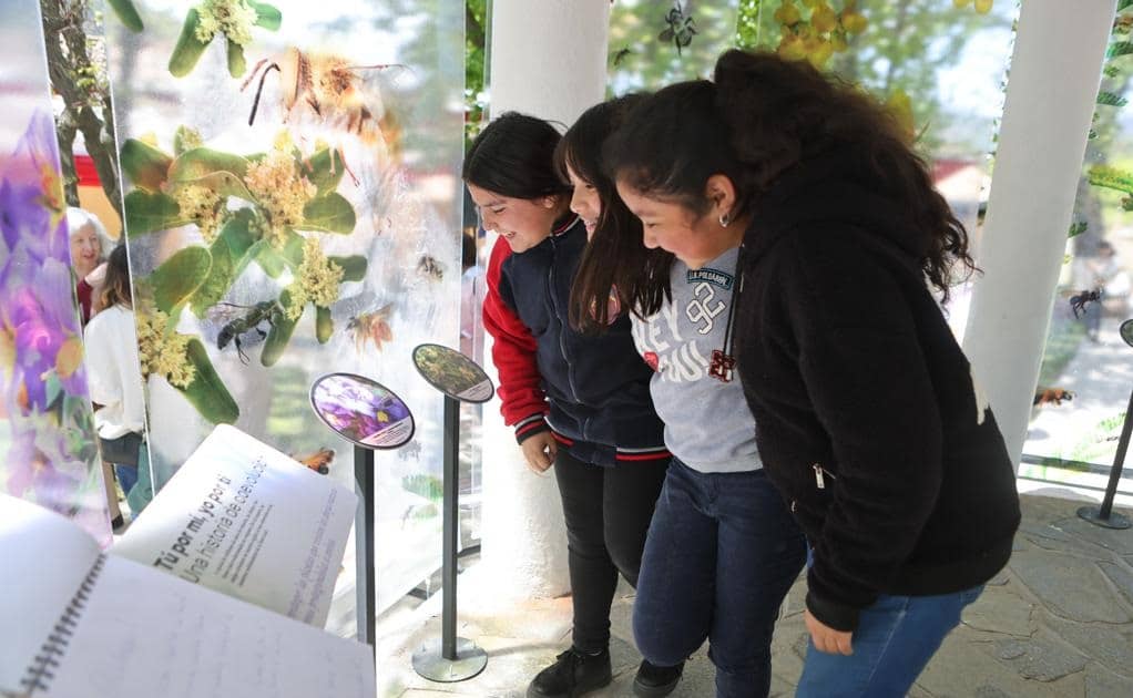 Importante exposición sobre las abejas silvestres del Maule fue inaugurada en Vichuquén