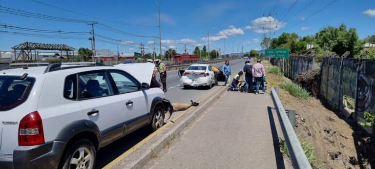 Ingreso de ovejas a la carretera genera accidente frente a Curicó