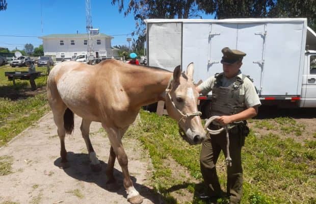 Carabineros detiene a dos argentinos por abigeato en Teno