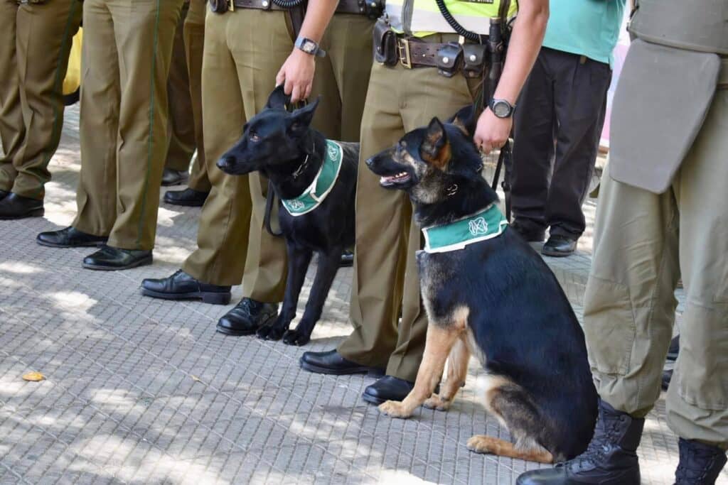 Navidad Segura: operativo permitió detener a sujetos por porte de arma en Curicó