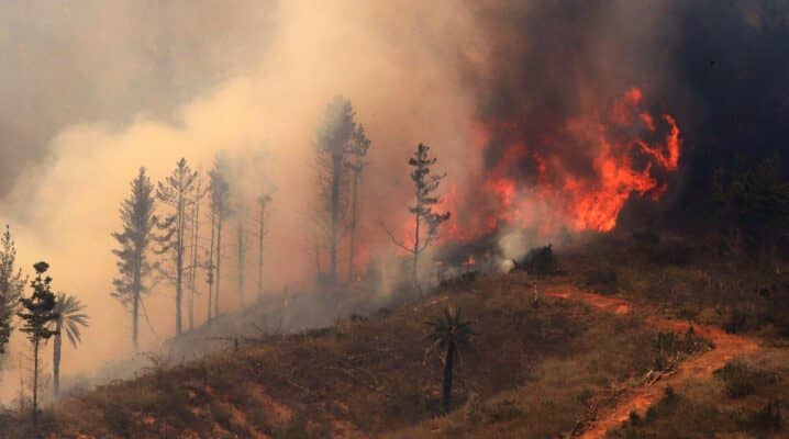 Onemi ordena evacuar sectores de Lumaco por avance de incendio forestal