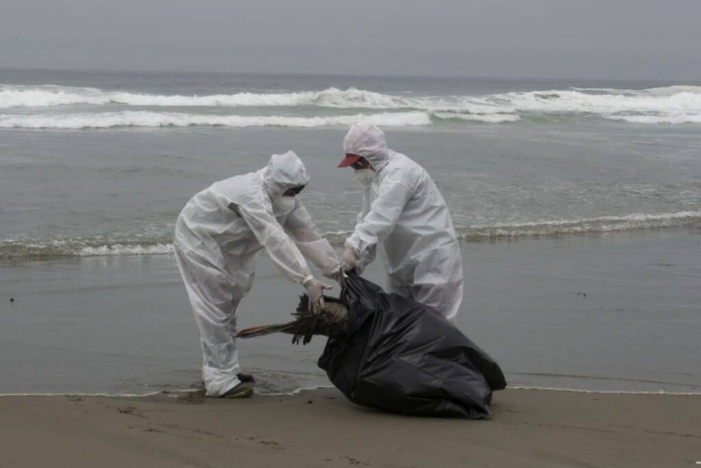 Preocupación en la costa curicana por aparición de gaviotas muertas