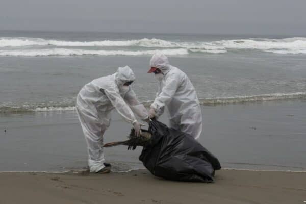 Preocupación en la costa curicana por aparición de gaviotas muertas