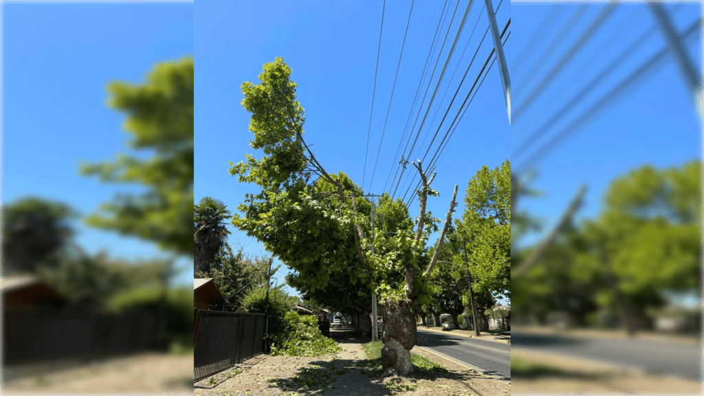 Acusan mutilación de árboles por parte de la CGE en Molina