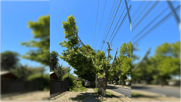 Acusan mutilación de árboles por parte de la CGE en Molina