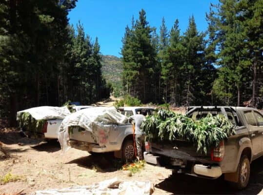 Incautan plantación de cannabis avaluada en 71 millones de pesos