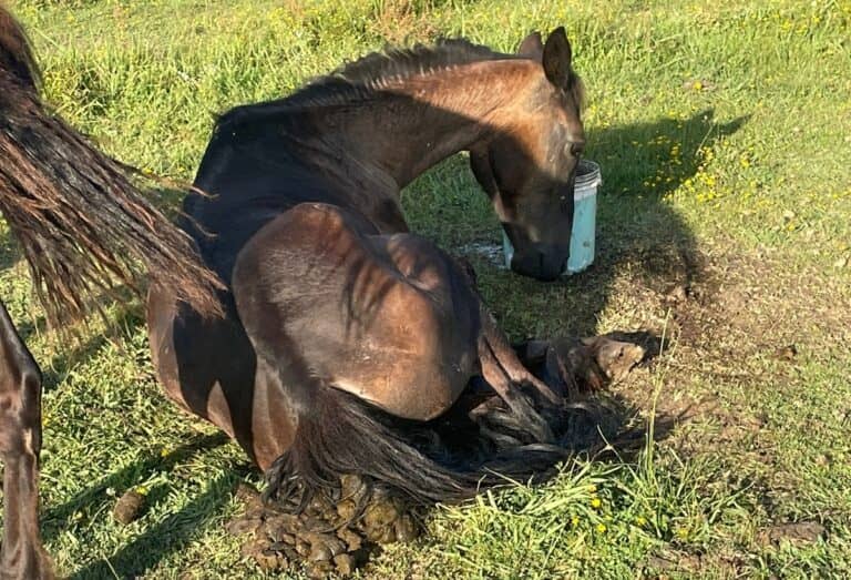 Denuncia por maltrato animal en Zapallar