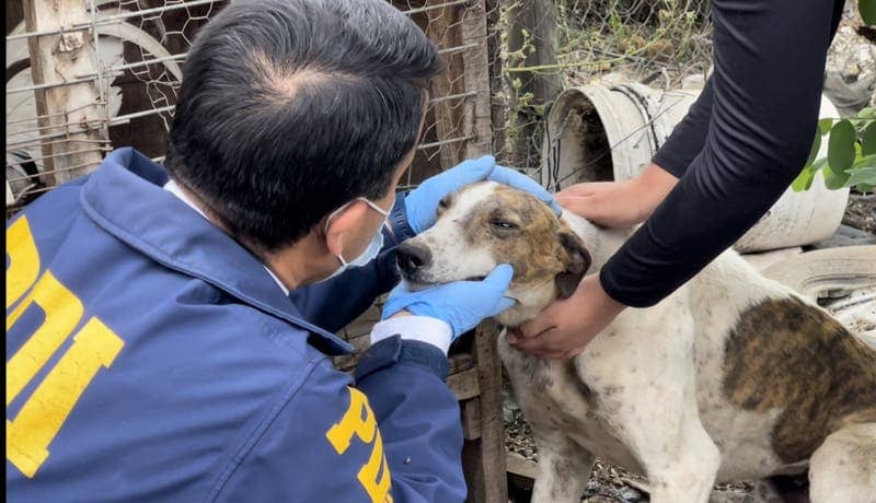 Concejala Paulina Bravo planea crear un Formulario para denunciar maltratos animales
