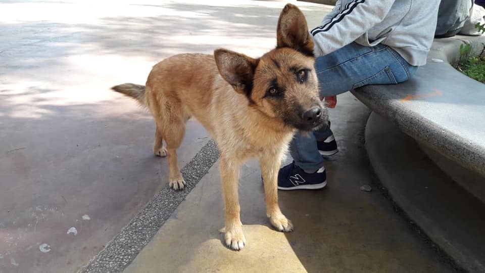 Fundación AMAN busca colaboración para animales dañados por el fuego