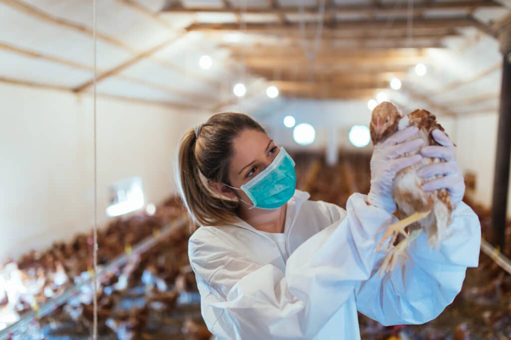 ¿Cómo prevenir el contagio de la Gripe Aviar?