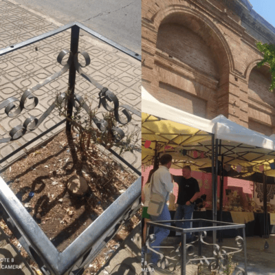 Agrupación Curicó Ecológico condena la mutilación de árboles en la ciudad