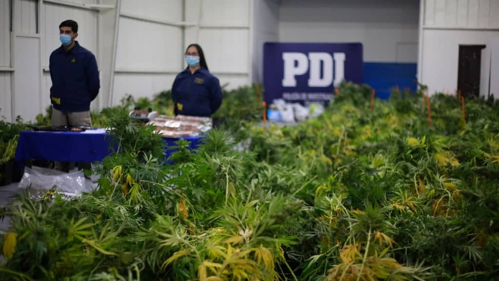 Incautan plantación de marihuana en San Clemente avaluadas en más de $472 millones