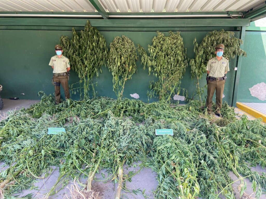 Denuncia anónima logra decomiso de plantación de marihuana en Teno