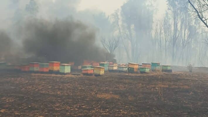Investigan intencionalidad en incendio al interior de bosque de la empresa Arauco en Romeral
