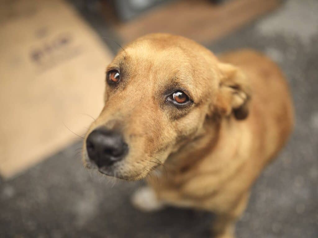 Sujetos asesinaron a palos a perrito en Valparaíso
