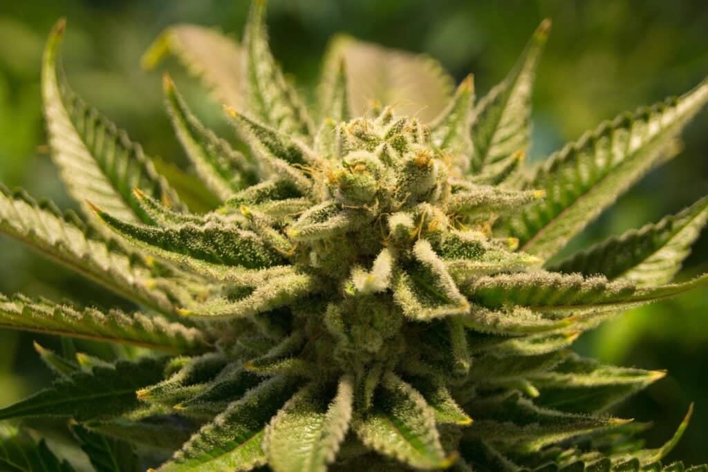 Chile tendría mayor cantidad de años de vida perdidos por el consumo de marihuana en la región