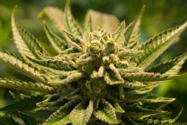 Chile tendría mayor cantidad de años de vida perdidos por el consumo de marihuana en la región
