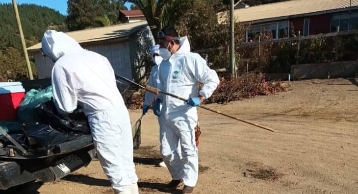 Confirman primer caso de gripe aviar en aves de corral en la provincia de Curicó