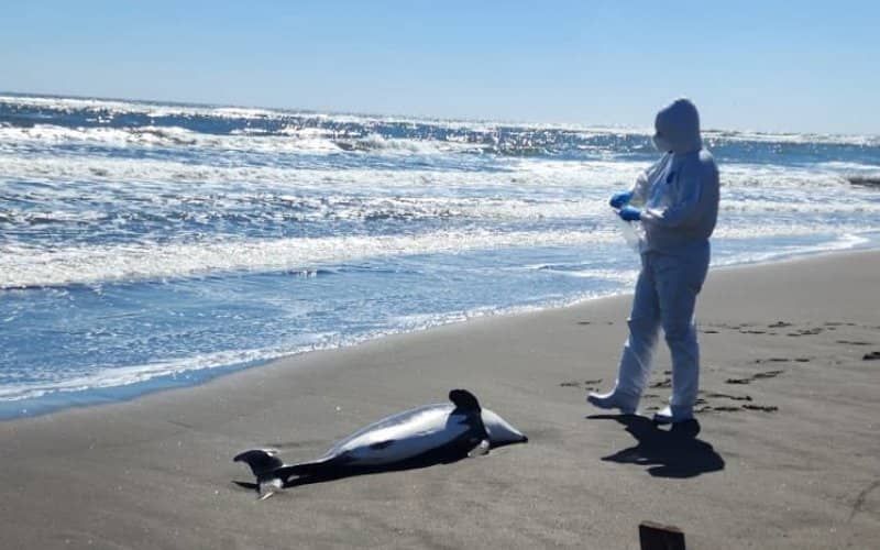 Sernapesca expresó preocupación por el delfín chileno muerto en el Maule