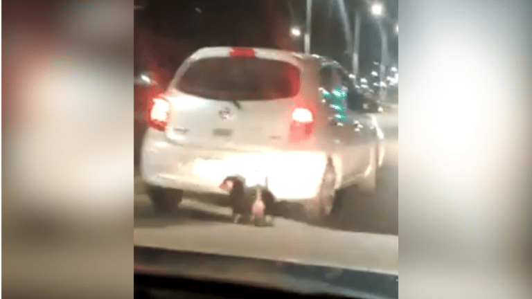 "Fúname, no me importa": Captan a mujer abandonando perritos en plena calle