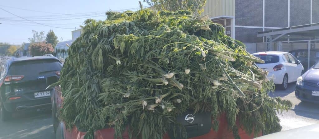 Marihuana avaluada en más de mil millones de pesos descubren en zona precordillerana de Romeral