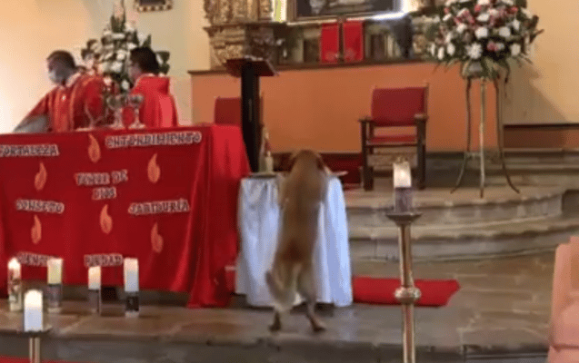 Perro se roba el pan en plena misa y se hace viral