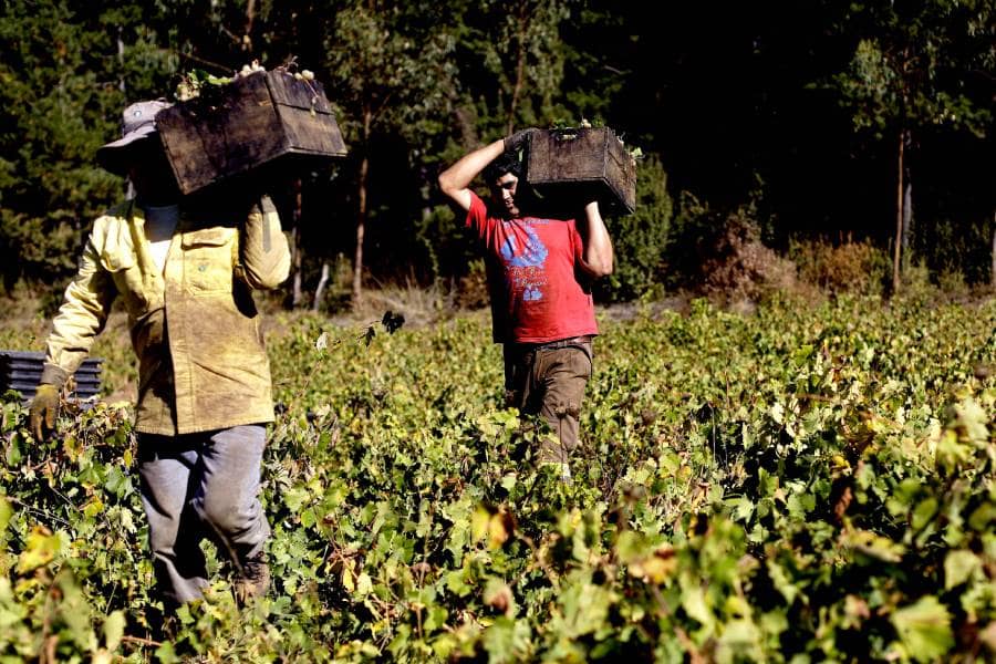 Viñateros del Maule solicitan a Ministro de Agricultura intervenir en colusión de grandes viñas