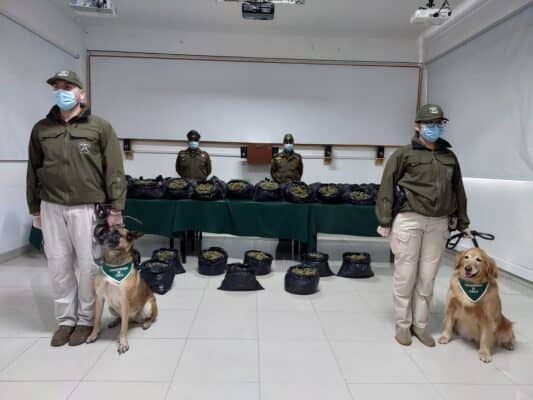 Perras detectoras de drogas encontraron 138 kilos de marihuana en control policial