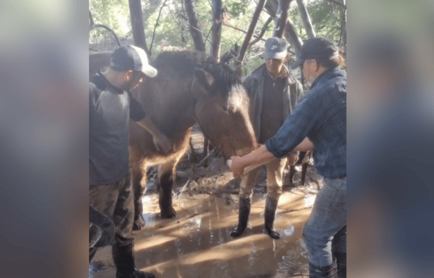 Agricultor de Rauco logró rescatar a su caballo tras cuatro días perdido en la inundación