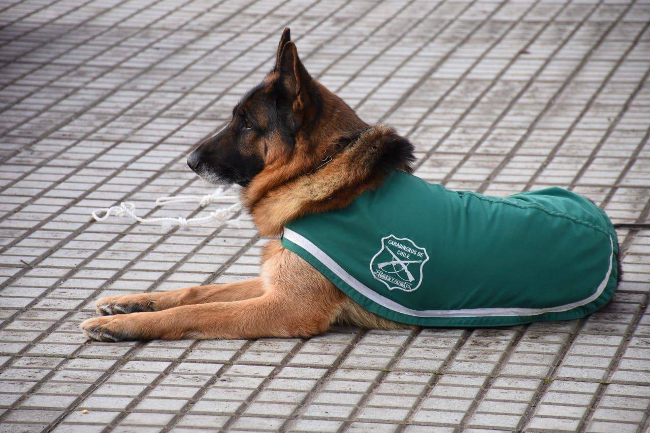Emotiva despedida de Ulises: Perro policial falleció luego de ocho años de servicio en Carabineros
