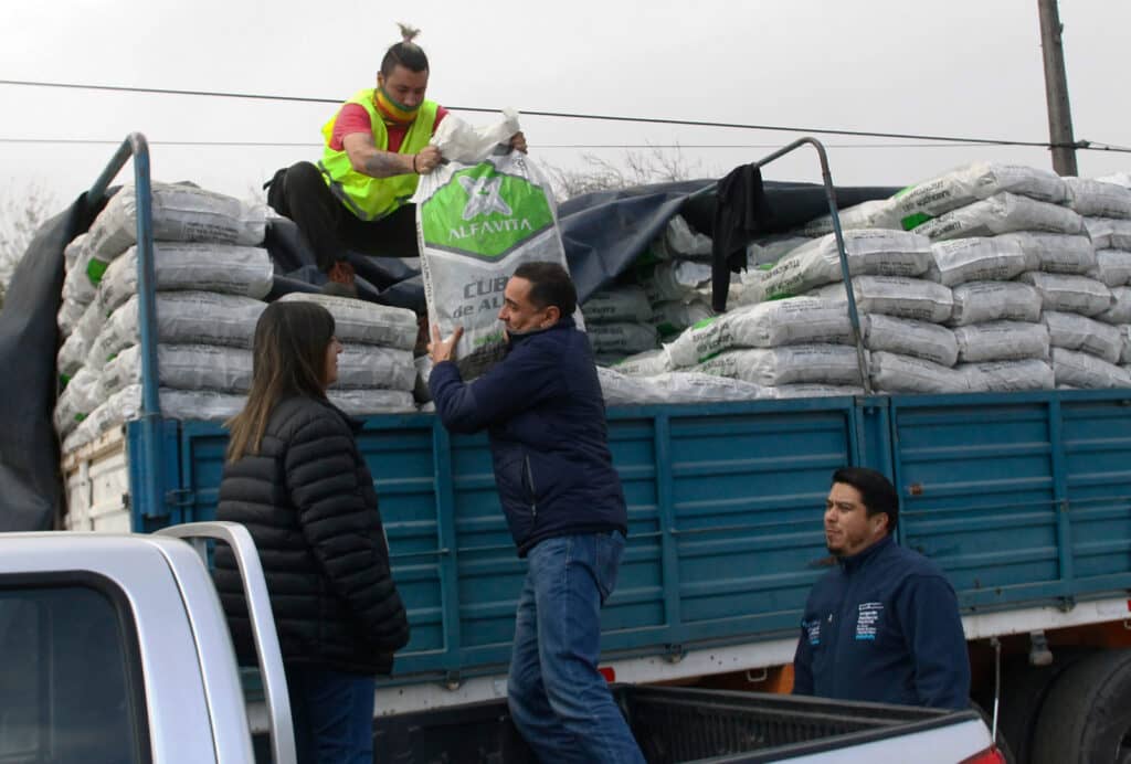 Más de 200 agricultores de Curicó recibieron alimentación para sus animales