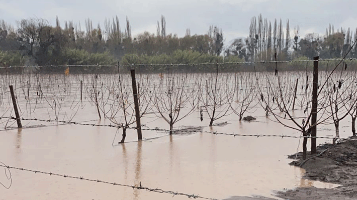 Afectados por inundaciones en predios agrícolas de Villa Prat acusan nula ayuda del Gobierno a 52 días del temporal