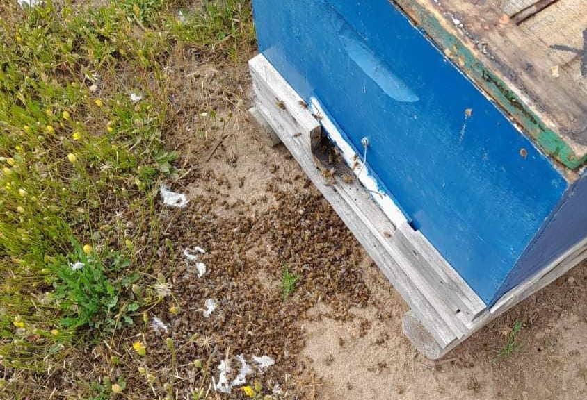 Apicultores de Licantén denuncian muerte masiva de abejas