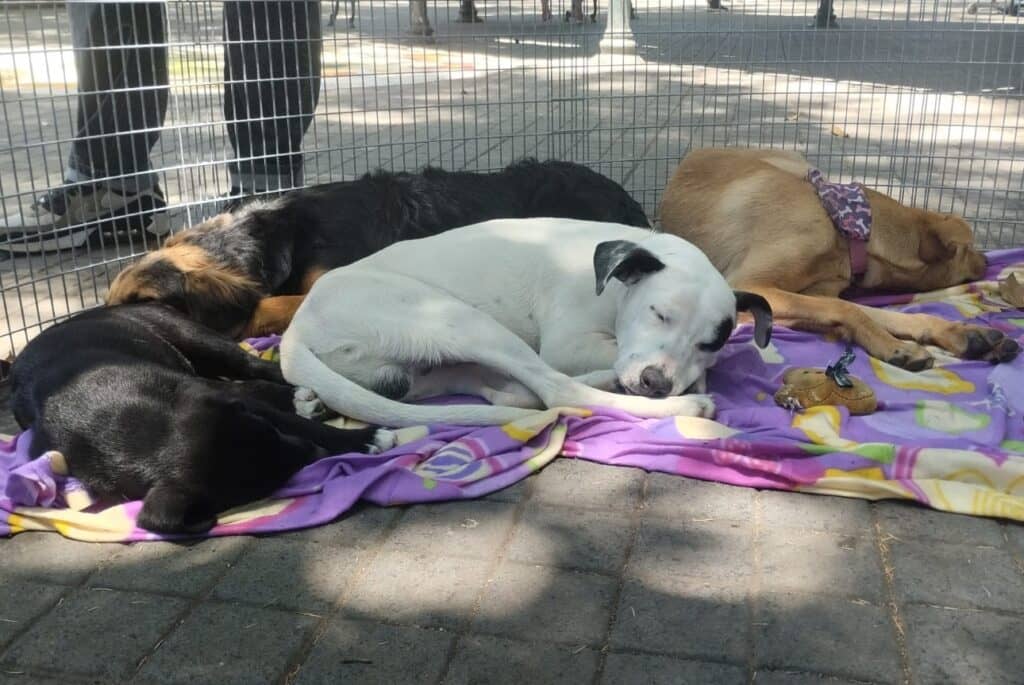 Municipio de Curicó promueve adopción de perros en la Plaza de Armas