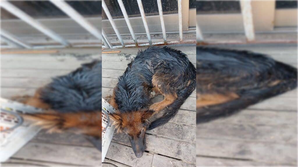 Denuncian vertimiento de aceite a un canal de regadío en Sarmiento