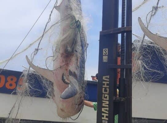 Pescadores capturan un tiburón de casi 400 kilos y 3 metros de largo en Constitución