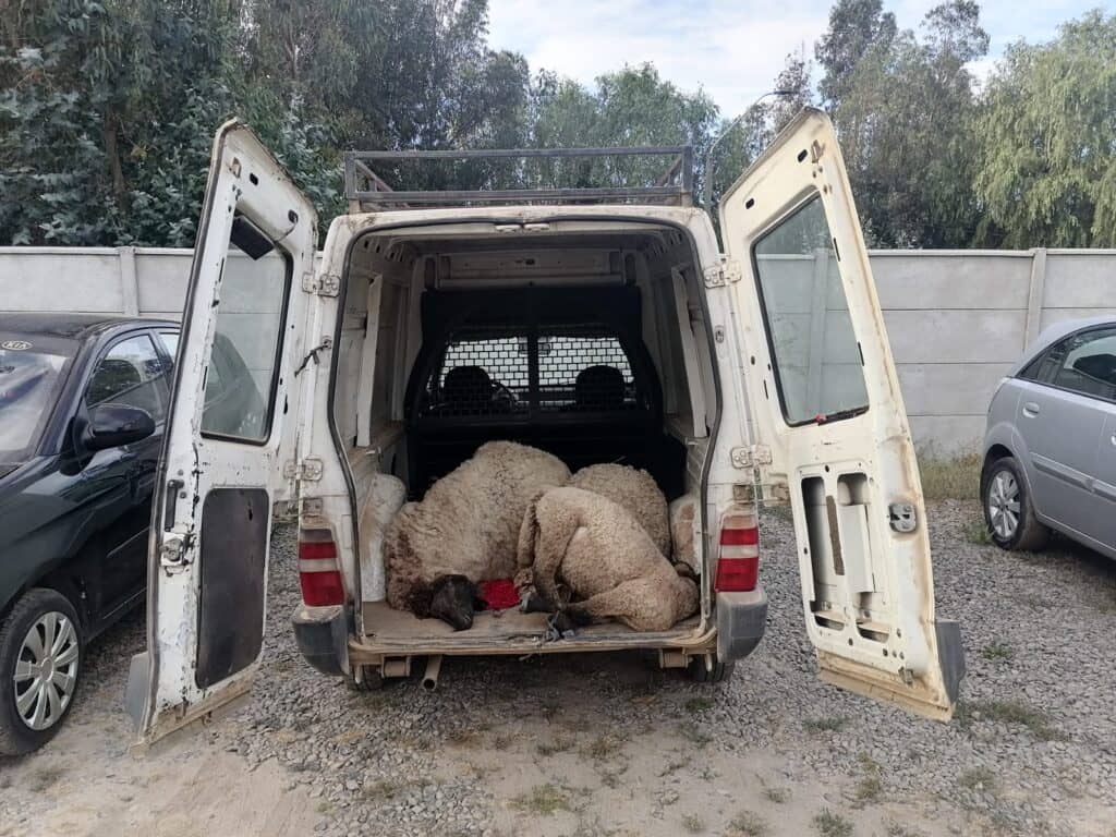 Dos detenidos por abigeato en sector Alto Caone de Hualañé