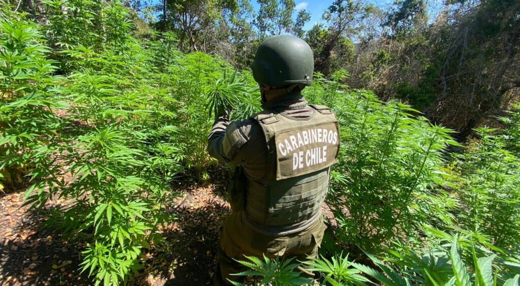 Carabineros logró incautar 317 plantas de marihuana en la comuna de Paredones