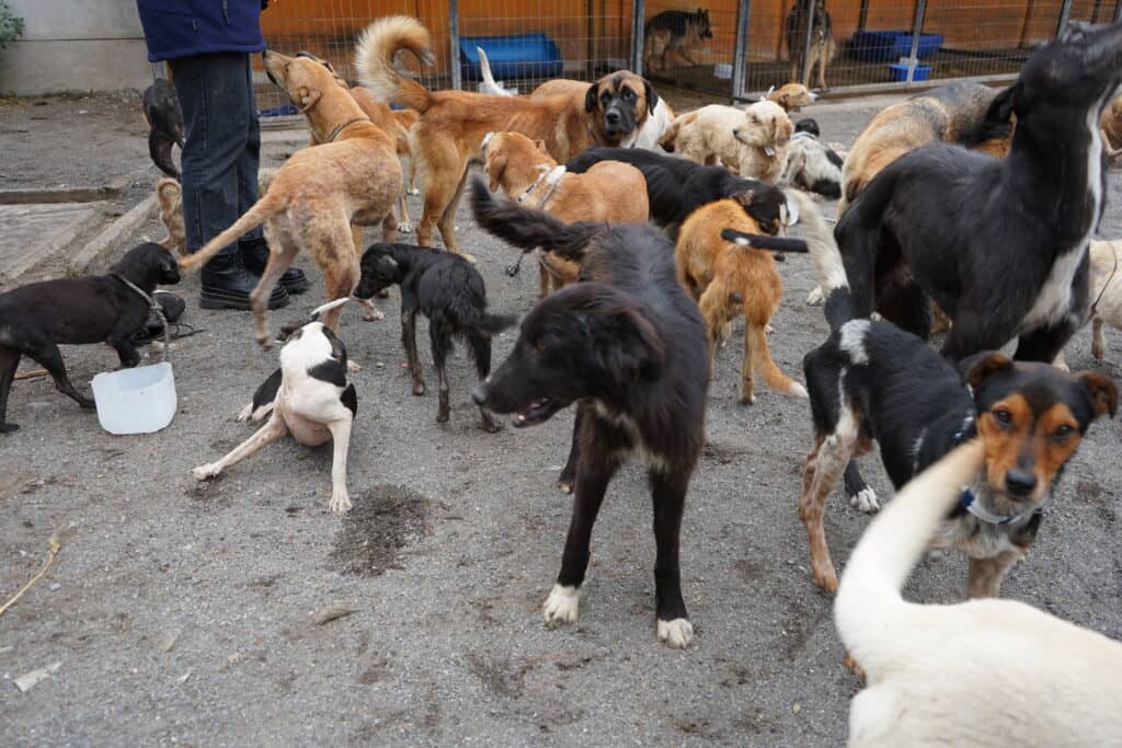Concejala Bravo relata mejora en estado de animales maltratados en refugio “Almas En el Camino” de Curicó