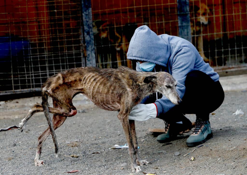 Municipio de Curicó anuncia acciones legales contra mujer que mantenía en mal estado a más de 150 perros y gatos en Vista Hermosa