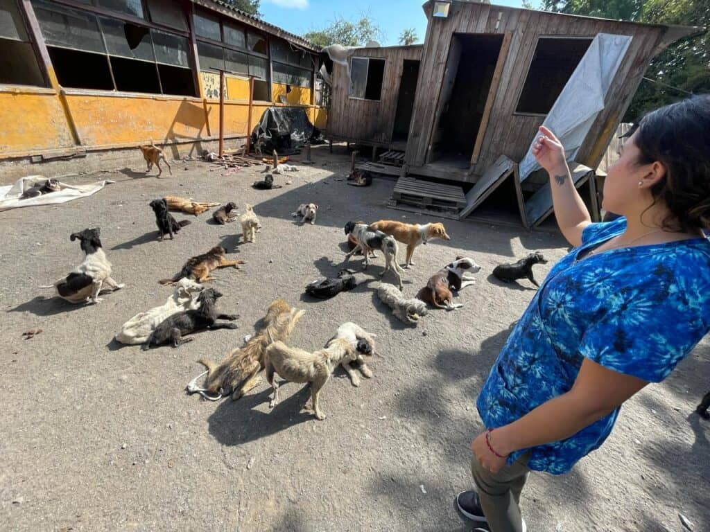 Concejala Bravo por animales maltratados en Vista Hermosa: "Siento que pude haber hecho más"