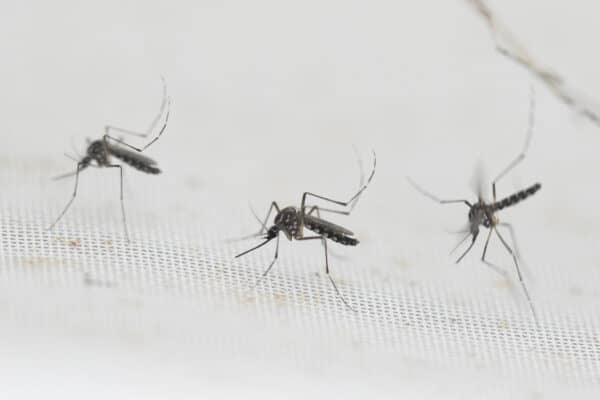 Confirman caso de Dengue en Hualañé: “Se trata de un caso importado”