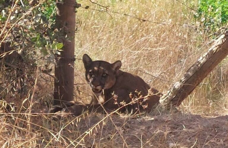 Vecinos advierten presencia de pumas en cerro Traluñé de Molina