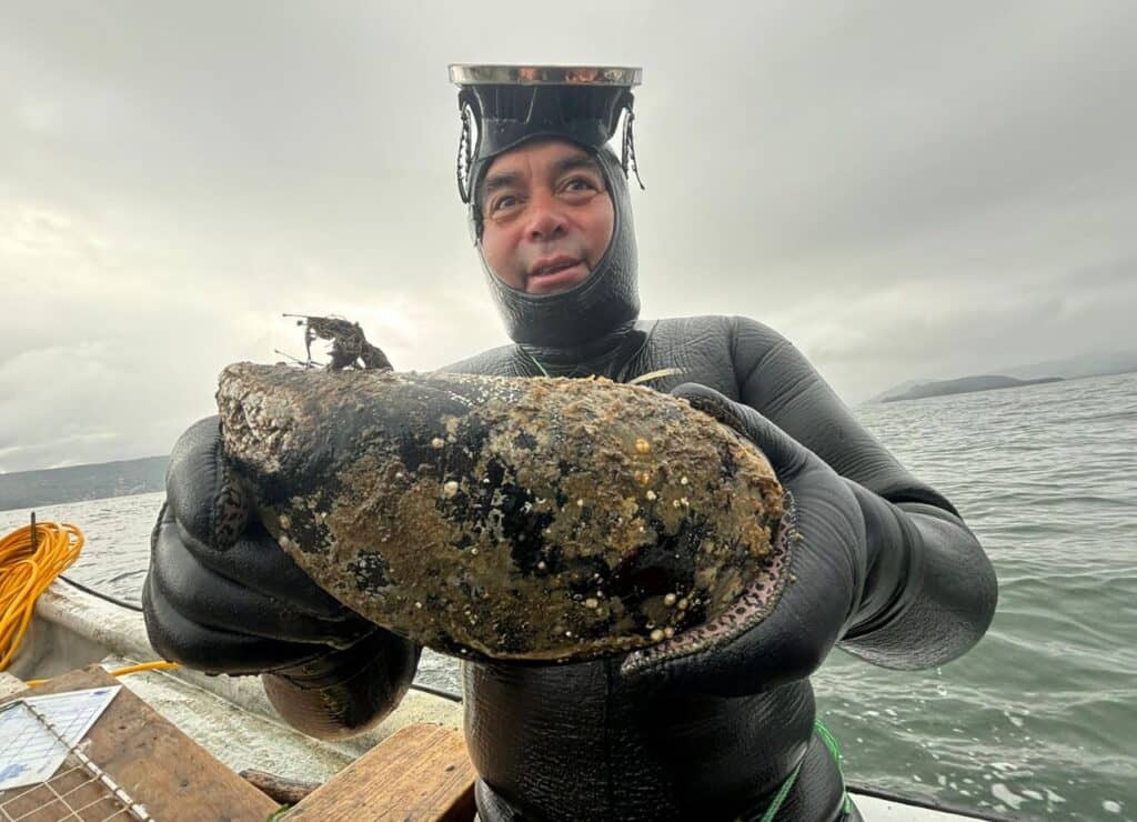 Encuentran choro gigante en bahía en Los Ríos: Ejemplar pesa casi 900 gramos