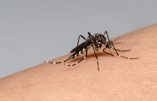 Diputado Hugo Rey exigió al ministerio de Salud transparentar plan contra el dengue