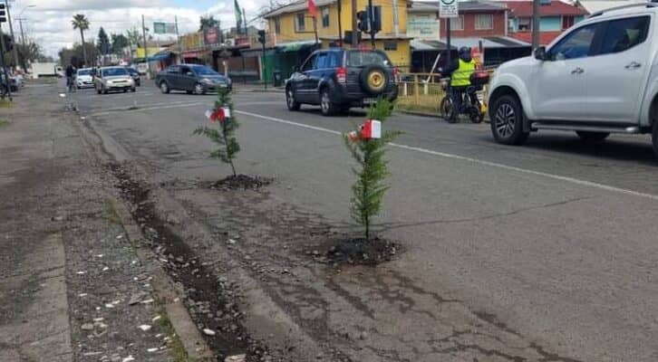 Vecino plantó árboles en hoyos en avenida El Boldo de Curicó para protestar por mal estado de las calles