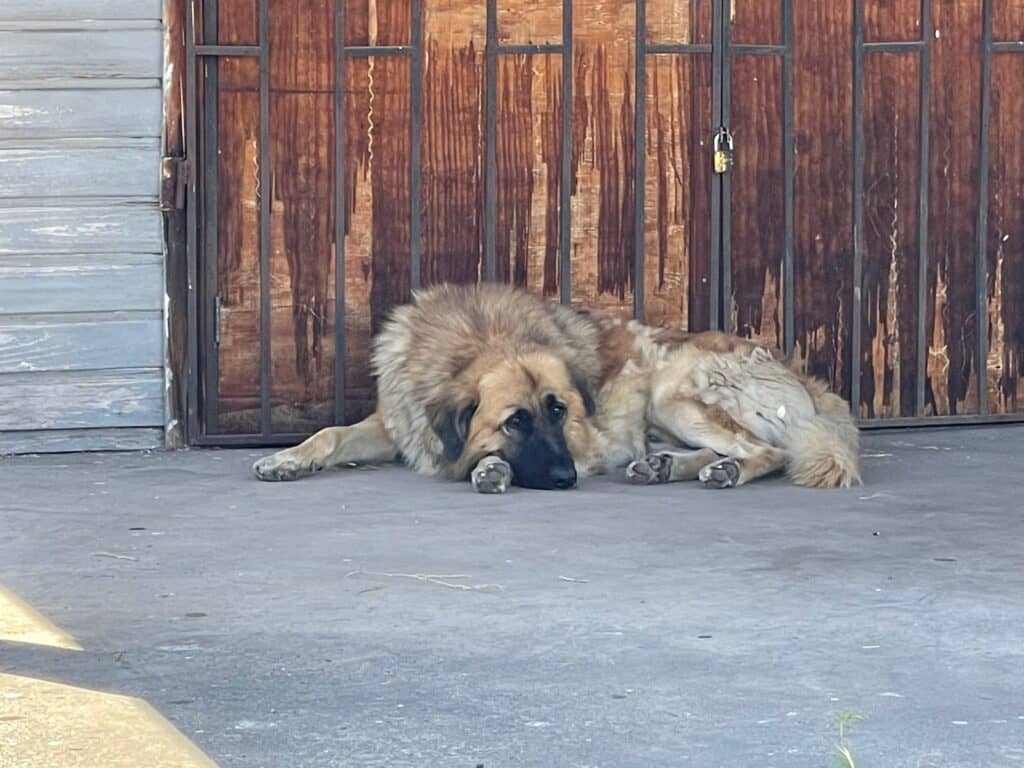 Fundación animalista se refiere a caso de perro denunciado por ataques en Villa Don Rodrigo