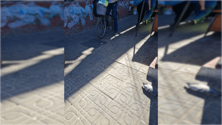 Advierten sobre baldosa suelta que provoca caídas en calle Peña esquina Av. Camilo Henríquez